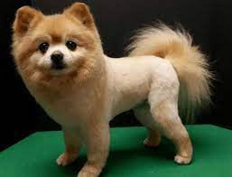 Lion Cut