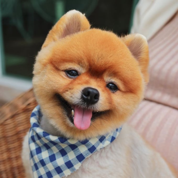 Teddy Bear Cut